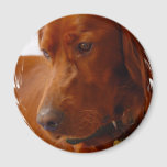 Irish Setter Magnet