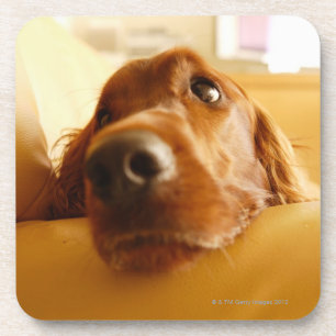 Irish Setter on sofa Beverage Coaster