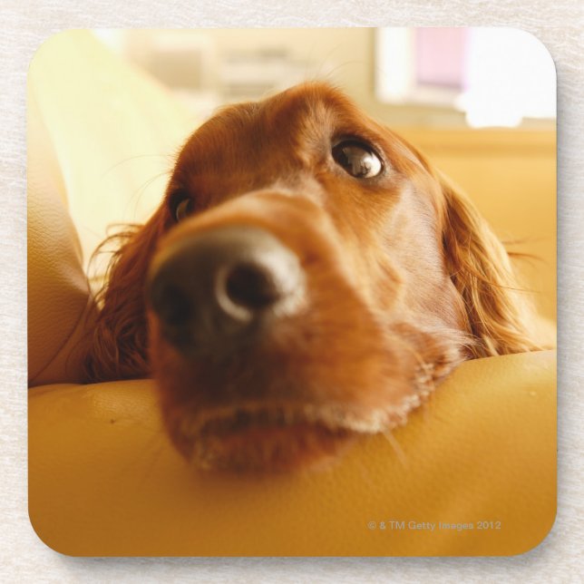 Irish Setter on sofa Beverage Coaster (Front)