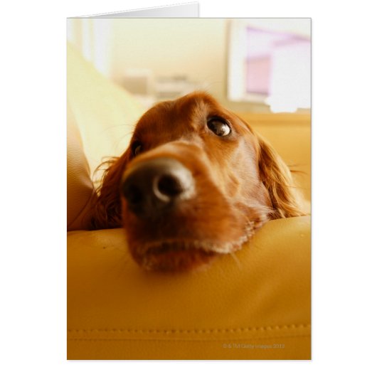 Irish Setter on sofa Cards (Front)