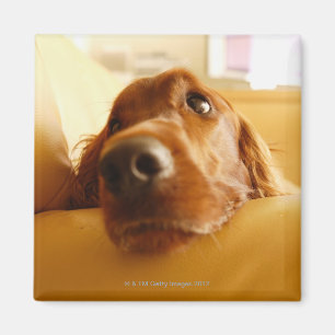 Irish Setter on sofa Magnet