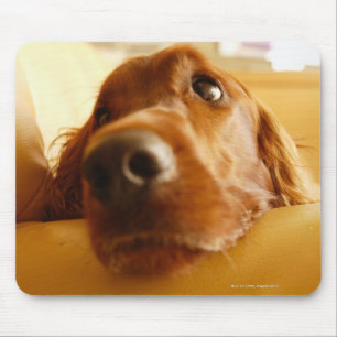 Irish Setter on sofa Mouse Pad