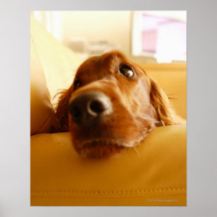 Irish Setter on sofa Poster