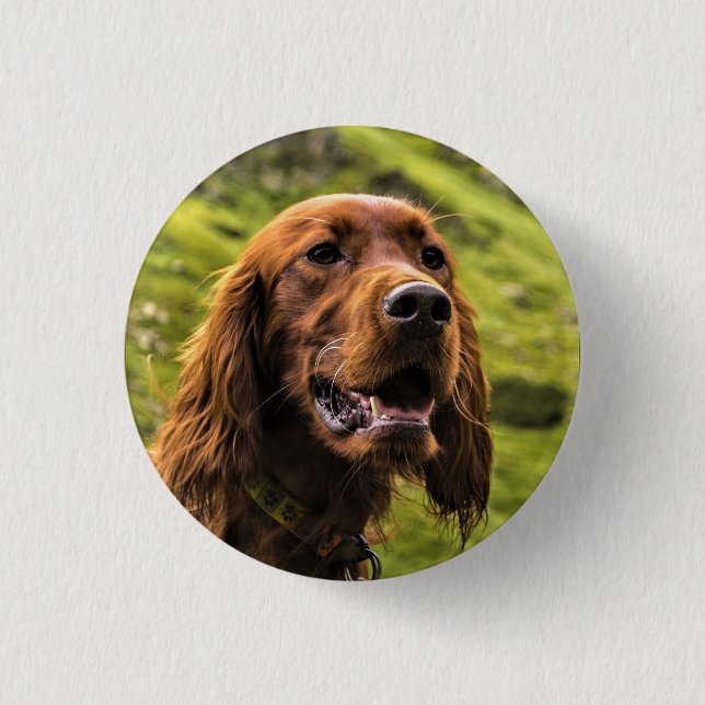 Irish Setter Pinback Button (Front)