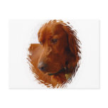Irish Setter Postcard