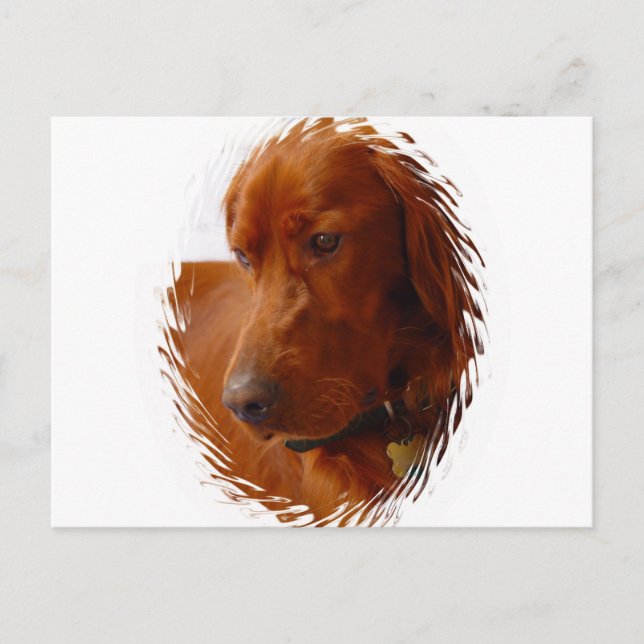 Irish Setter Postcard (Front)