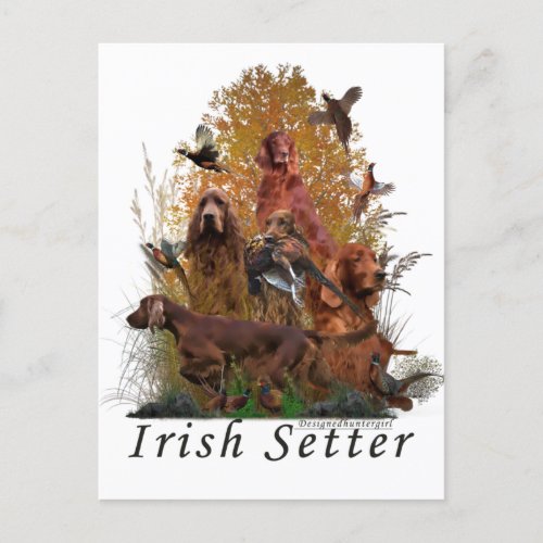 Irish Setter  Postcard