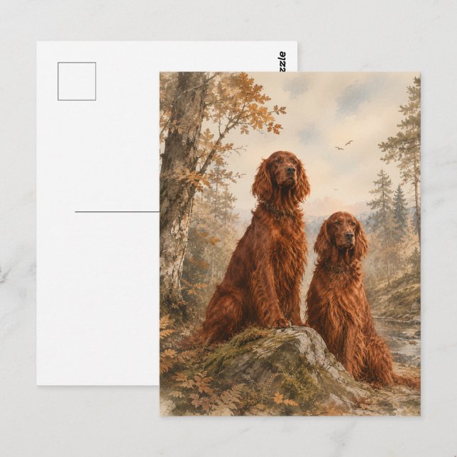  Irish Setter   Postcard (Front/Back)