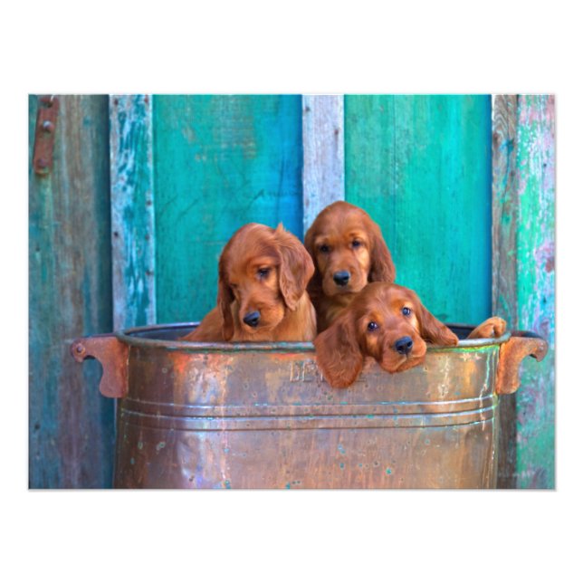 Irish Setter Puppies Photo Print (Front)