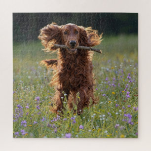 Irish Setter Running with a Stick Jigsaw Puzzle