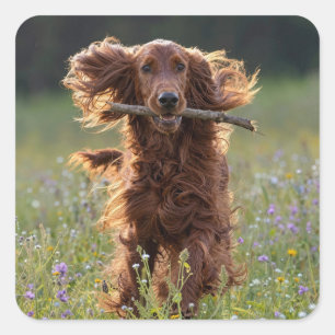 Irish Setter Running with a Stick Square Sticker
