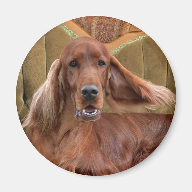 Irish setter, Sophie Magnet (Front)