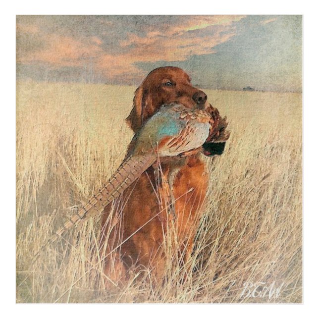 Irish Setter with pheasant  Acrylic Print (Front)