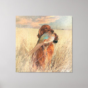 Irish Setter with pheasant Canvas Print