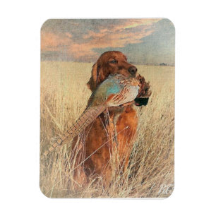 Irish Setter with pheasant Magnet