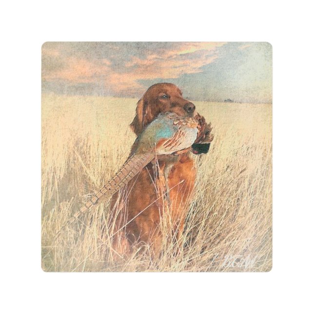 Irish Setter with pheasant  Metal Print (Front)