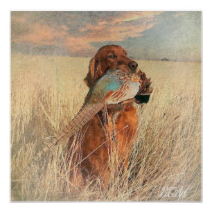 Irish Setter with pheasant Poster