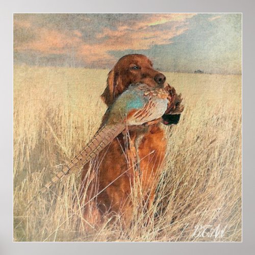 Irish Setter with pheasant   Poster