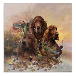 Irish Setters with Pheasants - Passion Hunt Acrylic Print