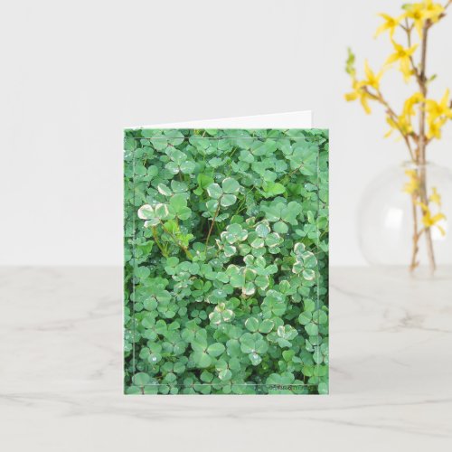 Irish Shamrocks Nature Photo Blank Note Card