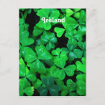 Irish Shamrocks Postcard