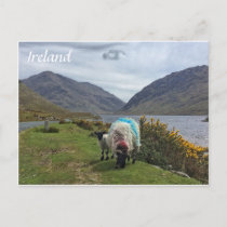 Irish Sheep, County Mayo, Ireland Postcard