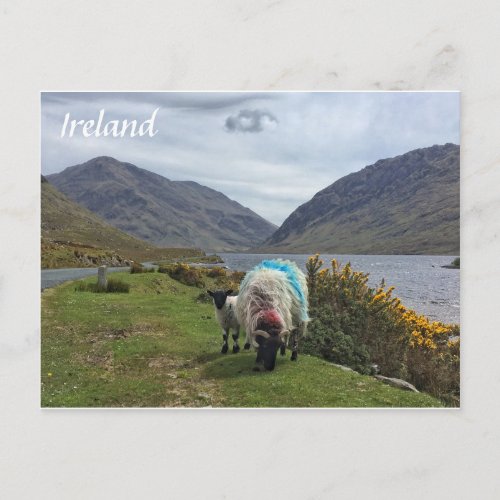 Irish Sheep County Mayo Ireland Postcard