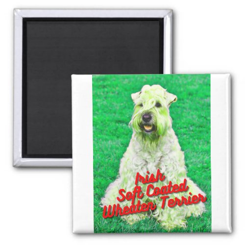 Irish Soft Coated Wheaten Terrier In Grass Magnet