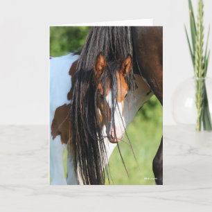 Irish Sport Horse Foal Hiding under Tail Card