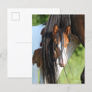 Irish Sport Horse Foal Hiding under Tail Postcard