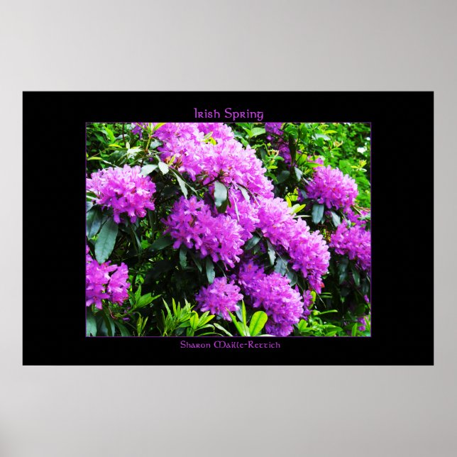 Irish Spring Poster Print (Front)