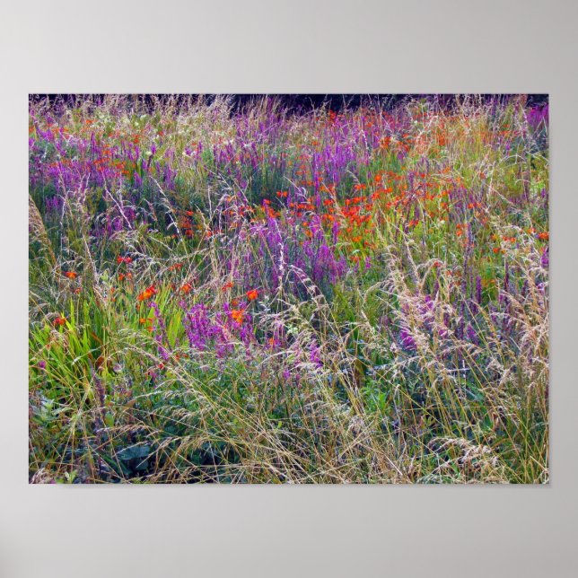 Irish Summer Meadow Poster (Front)