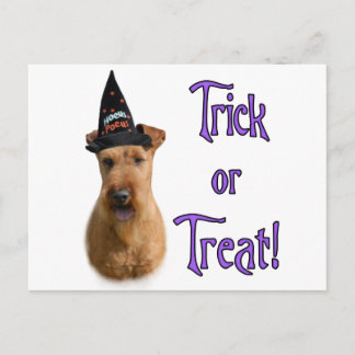 Irish Terrier Trick Postcard