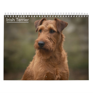 Irish Terriers 2027 Wall Calendar