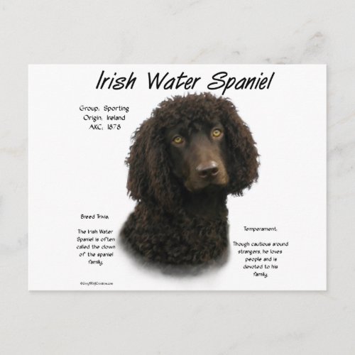 Irish Water Spaniel History Design Postcard