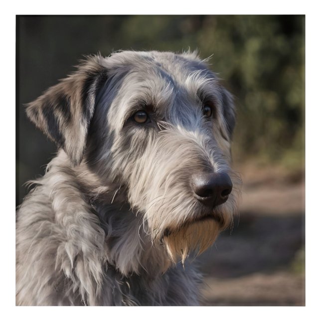 Irish Wolfhound I Am Not Amused, Acrylic Print (Front)
