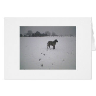 Irish wolfhound in the snow cards