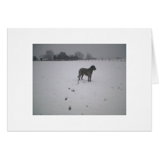Irish wolfhound in the snow cards (Front Horizontal)