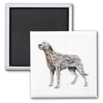 Irish Wolfhound Magnet by walkandbark at Zazzle