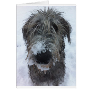 irish wolfhound playing in the snow cards