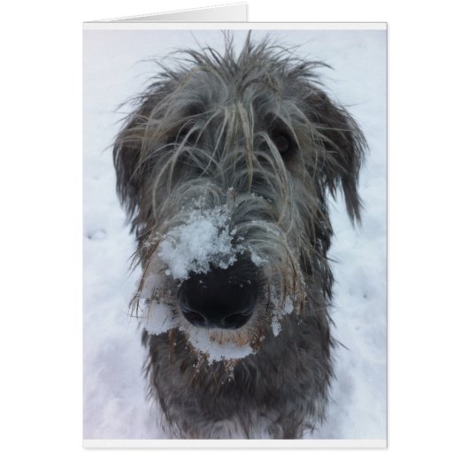 irish wolfhound playing in the snow cards (Front)