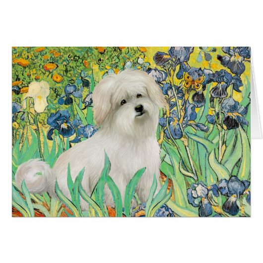 Irisis - Coton de Tulear 7 Cards (Front Horizontal)