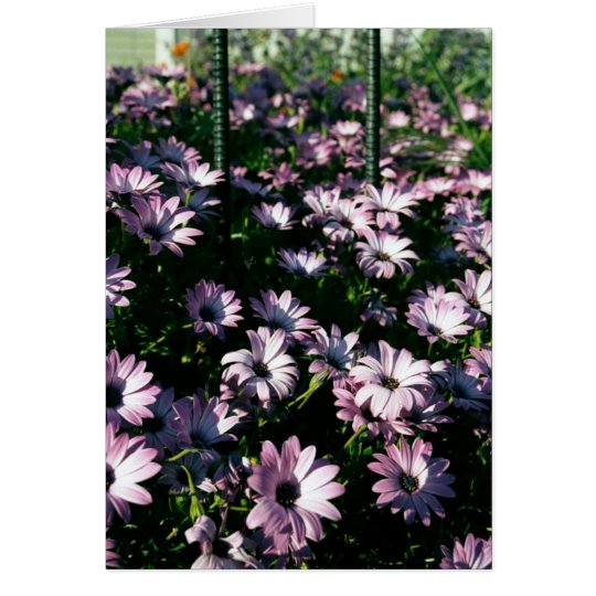 Iron & Daisies Card