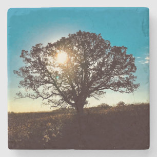 Iron Oak Tree at Sunrise Coaster