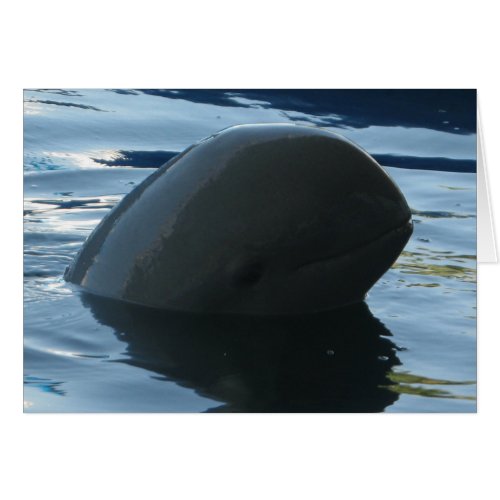 Irrawaddy Dolphin Peek_A_Boo Card