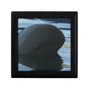 Irrawaddy Dolphin Peek-A-Boo Gift Box