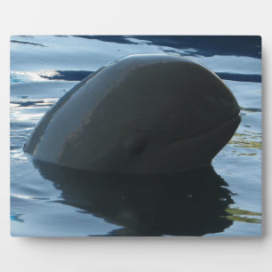 Irrawaddy Dolphin Peek-A-Boo Plaque