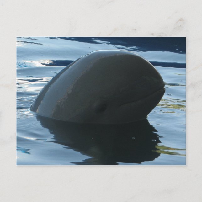 Irrawaddy Dolphin Peek-A-Boo Postcard (Front)