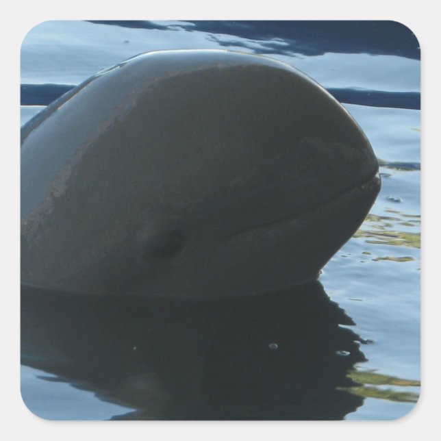 Irrawaddy Dolphin Peek-A-Boo Square Sticker (Front)