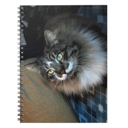 Irresistible Cat Zorro Notebook